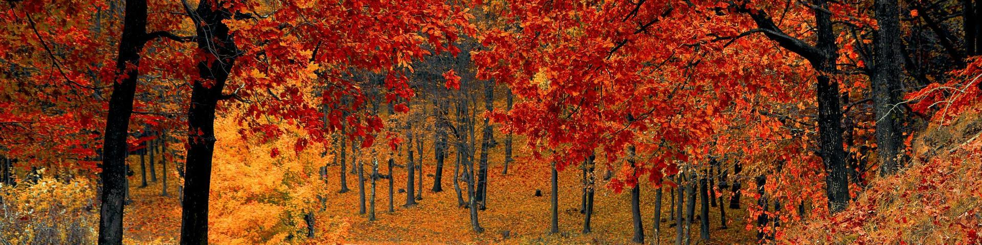 Autumn forest with vibrant red and orange leaves.