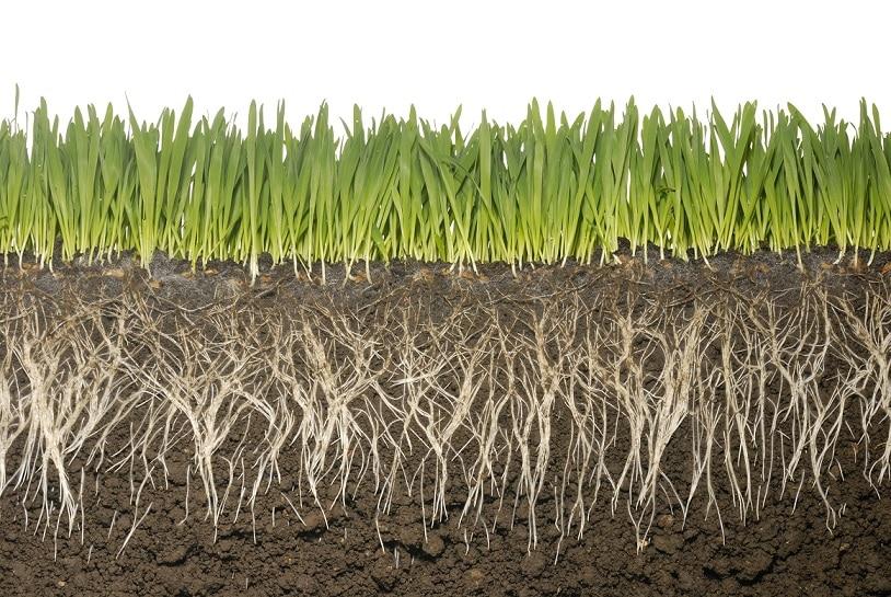 Grass growing with roots in the dirt